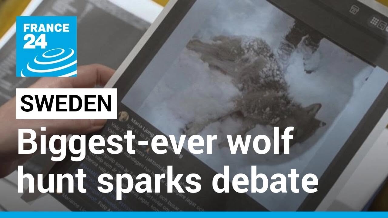 Sweden’s biggest-ever wolf hunt sparks debate • FRANCE 24 English