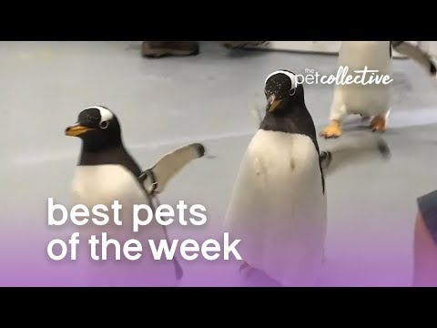 Best Pets of the Week - Playful Penguins | The Pet Collective - UCPIvT-zcQl2H0vabdXJGcpg