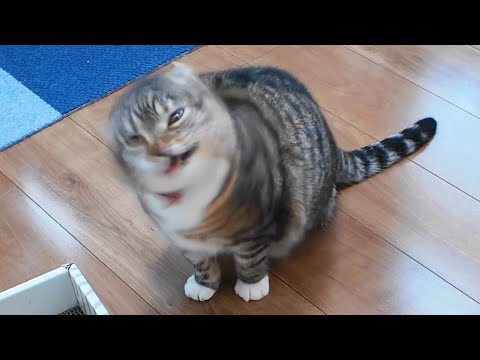 猫の動画サムネイル - 飼い主が隠れちゃうドッキリを仕掛けたら思ってたのと違ったw