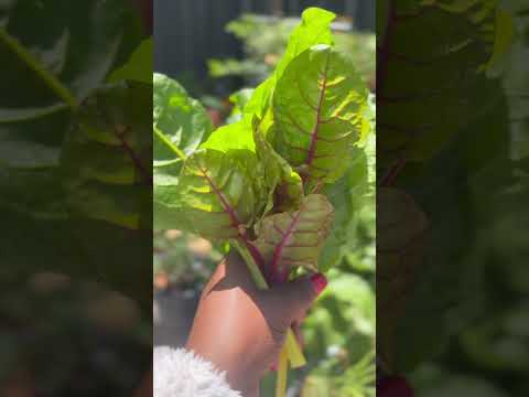 Beautiful Silverbeet 🥬  harvest #gardening #garden