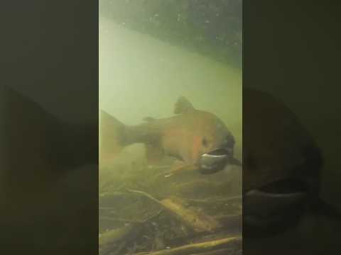 Underwater view of spawning rainbow trout