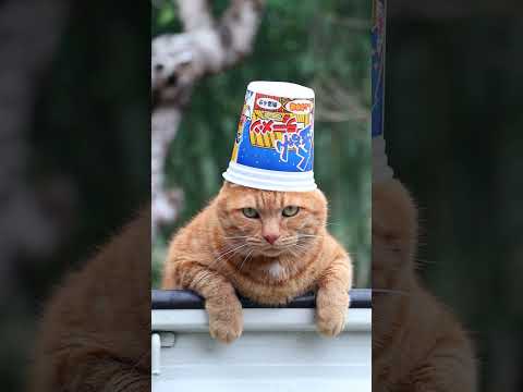 猫の動画サムネイル - 金ちゃんラーメンカップしょうゆ味　250607 #cat #cute #ネコ #ねこ #猫のいる暮らし　#のせ猫 #kitty #kitten #animals