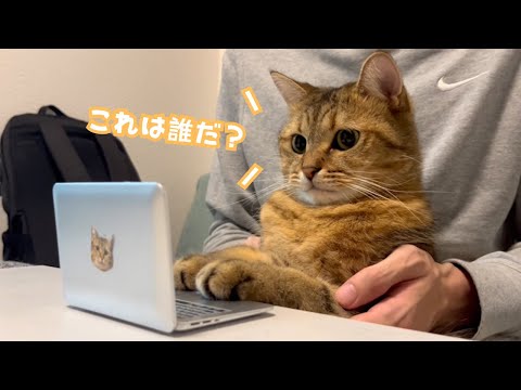 猫の動画サムネイル - 猫にパソコンを買ってあげたらまさかの相手とリモートしていた…