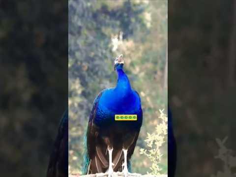 Peacock call 🦚 peacock voice #peacock #peafowl #morkipukar #shorts #animalsounds