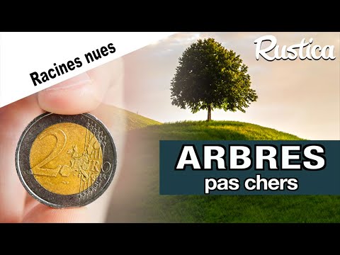 Faites des économies : achetez des arbres à racines nues