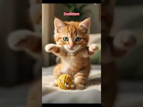 kucing menari dudidam