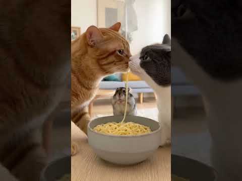 Cats Kissing: The Hamster Was NOT Ready for the PDA 🍝💋🐹😱