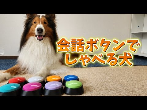 食い気味に質問に答えるシェルティ【会話ボタンでしゃべる犬】