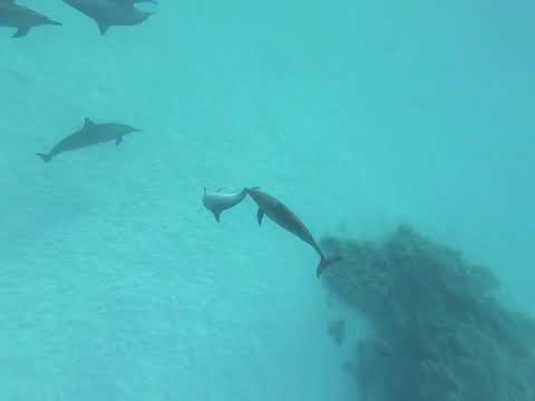 Plavání s delfíny 5