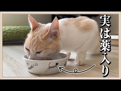 【悲報】猫が夢中で食べる団子にこっそり薬を忍ばせました