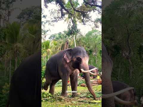 පෙරහරකටවත් ගෙන්න බැරුව ඉදිය එයා දැන් නැතුවම බැරි වෙලා 😙❤️🩹 #elephant #lifeoftusker #raju #million