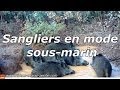 Sangliers mode sous-marin