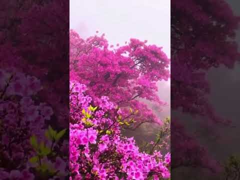 “A miracle that blooms once in 12 years 🌸 #NelumFlower #BlueWaterLily #SriLankaBeauty