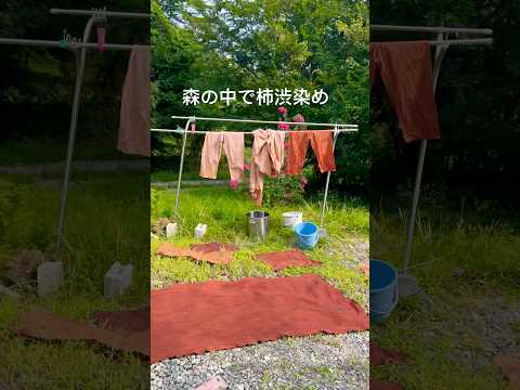 朝から柿渋染めしています。柿渋液に入れて、お日様にあてるを繰り返すと、渋い色になります😎 #shrots #柿渋染め