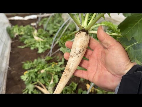 野菜高騰でも困らない野菜の作り方。冬でも野菜は大きく育ちます　25/3/7