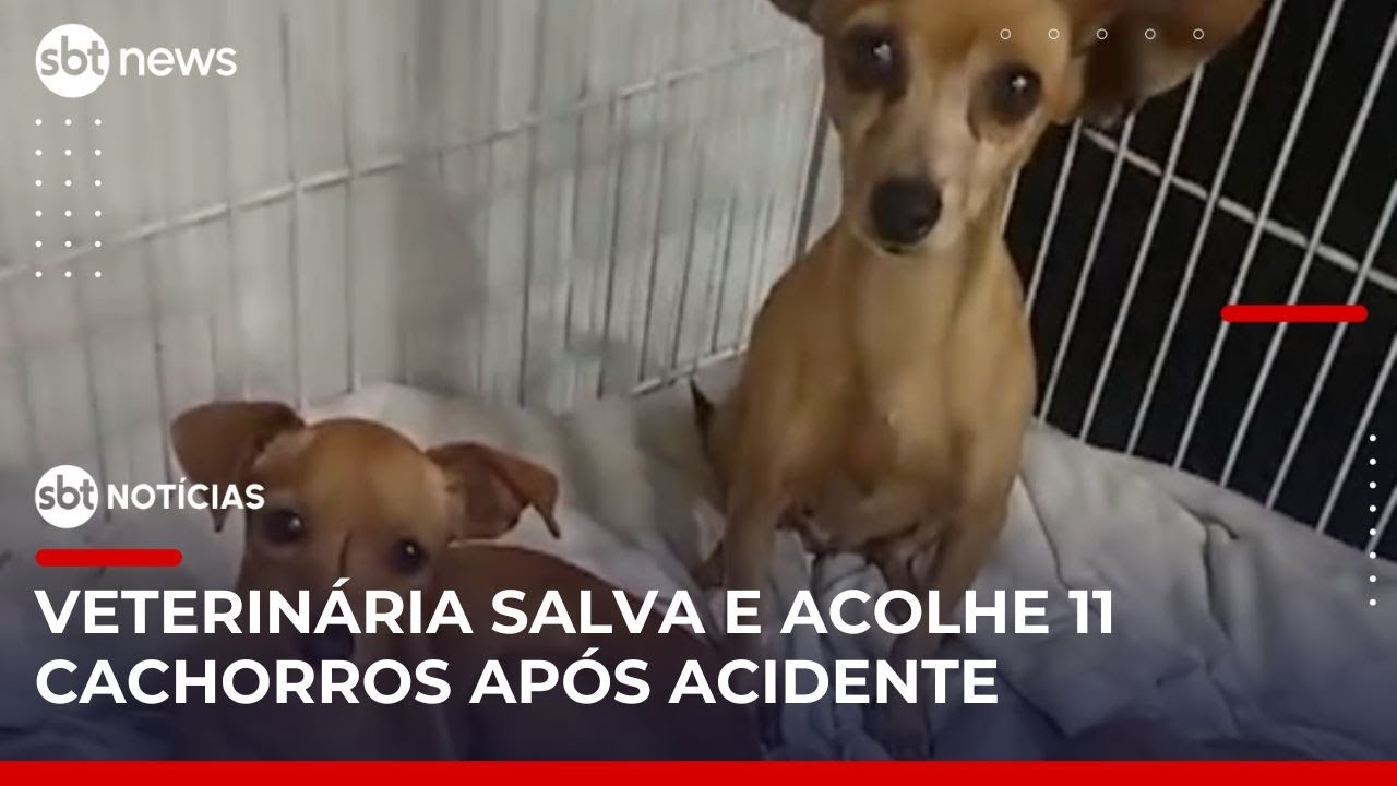 Veterinária salva cachorros que estavam em carro capotado na rodovia | #SBTNotícias