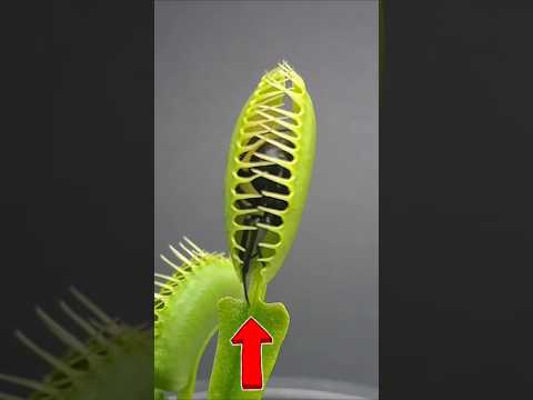 Venus flytrap plant #facts #plants