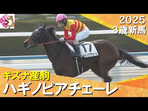 伏兵ハギノピアチェーレがしぶとく逃げ切りデビュー勝ち！藤懸騎手「根性がいい」　2025年2月2日(日)３歳新馬　京都芝1800m　実況：川島壮雄【カンテレ公式】