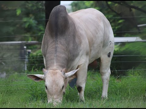 GOVERNO DA AGRONOVA - Nelore