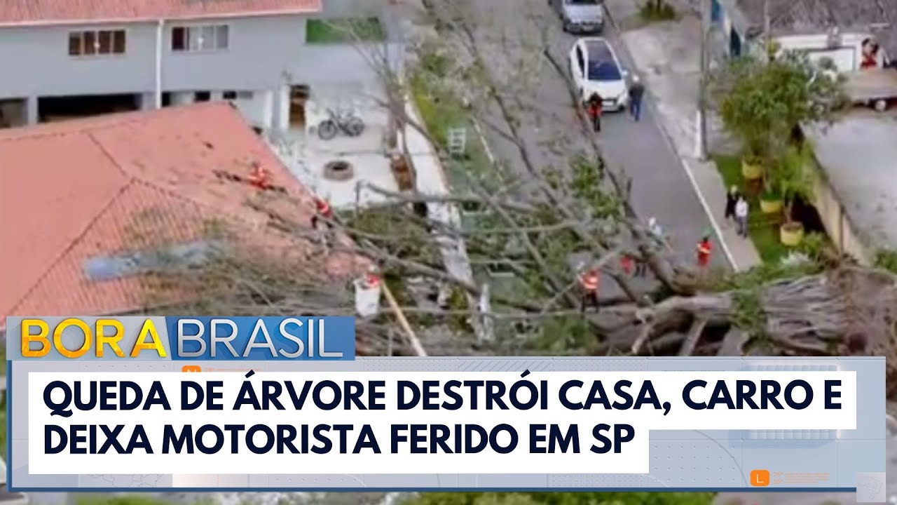 Queda de árvore destrói casa, carro e deixa motorista ferido em SP