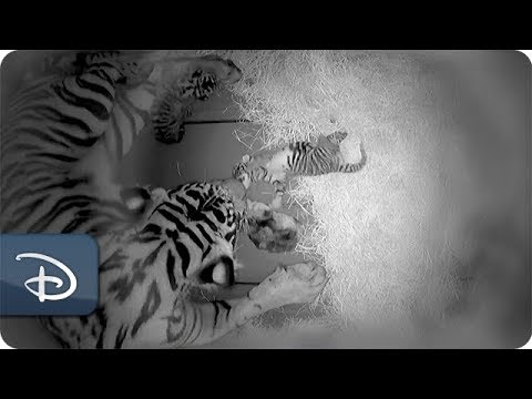 Disney’s Animal Kingdom Celebrates Birth of Sumatran Tiger Cubs - UC1xwwLwm6WSMbUn_Tp597hQ