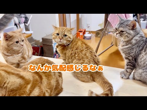 猫の動画サムネイル - 何かが起きそうなフォーメーションだったけど平和だったごはんタイム。