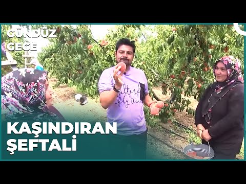 Sulu Sulu Şeftaliyi Dalından Yedik | Gündüz Gece