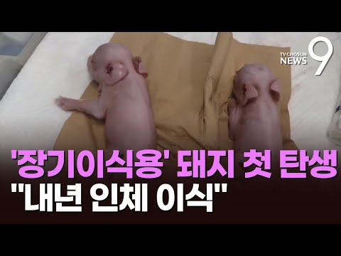 日서 '장기이식용' 돼지 첫 탄생…