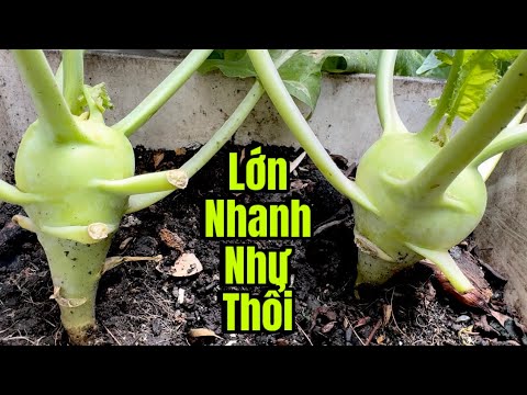 Khi Bạn Biết Cách Này Su Hào Trồng Chậu Lớn Nhanh Như Thổi ,