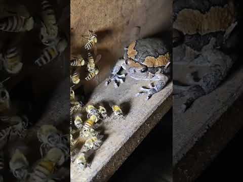 مرتاح ومتونس الأخ #viral