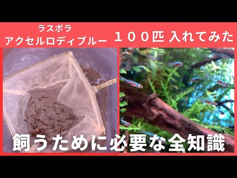 青色系熱帯魚の最高峰！「ラスボラ アクセルロディブルーを１００匹泳がせてみた！」スンダダニオ、水草レイアウト、ADA、ネイチャーアクアリウム、６０cm水槽、小型美魚、水草水槽作り方、熱帯魚水槽、魚飼育