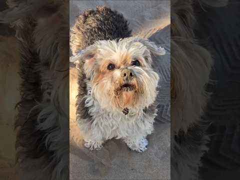 When Puppy Tries to Scare You 😅 | Funny Dog Barking#cutedog#shortsfeed