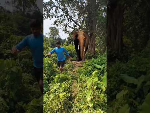 elephant attack 🐘 #shorts #viral #trending #whatsappstatus #shortvideo