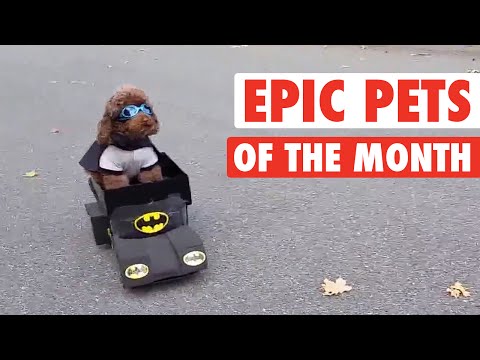 Epic Pets of the Month: The Best Videos from November 2015 - UCPIvT-zcQl2H0vabdXJGcpg