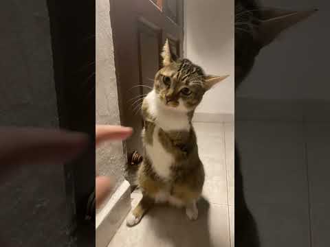 Tutuの怒った様子を観察しよう サムネイル