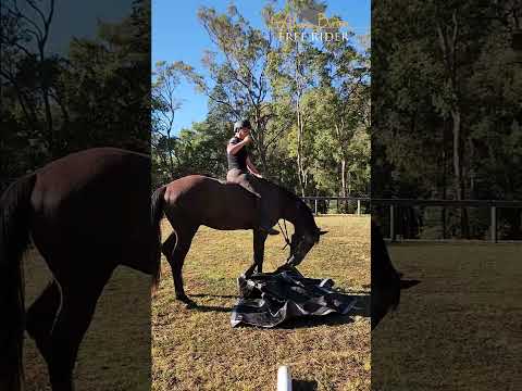 Alycia Burton- Training young horses part 5 #alycia #Alycia Burton  #horse #equestrian #horse
