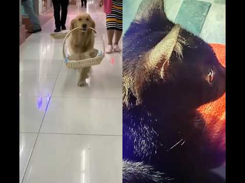 dog n mom💕💕😍💕💕😘😘😘😘😘😘😘