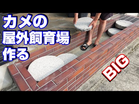 亀のために大型屋外プールを作る!イシガメのエサ太郎!