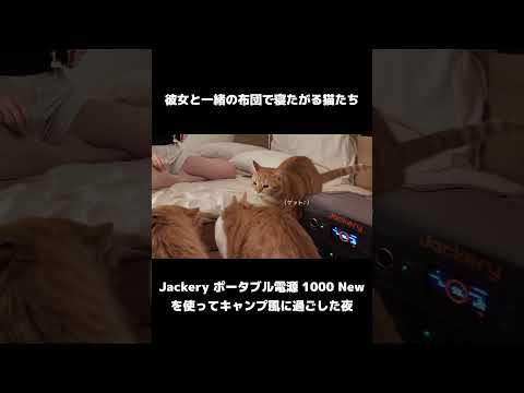 彼女とお泊まりしたら猫たちが…