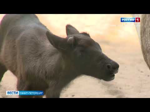 В Ленинградском зоопарке показали детёныша северных оленей