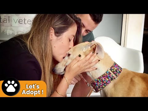 THIS DOG WAS NEVER KISSED IN HER ENTIRE LIFE... UNTIL TODAY - UCjISfp5zGQYW3R4HpTs2iTw
