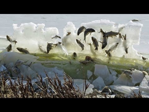 12 STRANGEST Things Found FROZEN IN ICE - UCL08hFP0GceHgZ2UhThJAlA