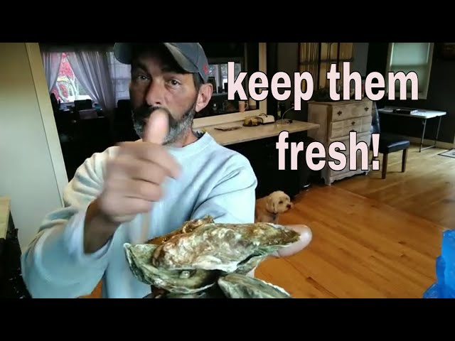 How to Store Oysters for Optimal Freshness - A Full Table