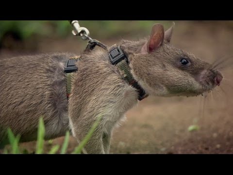 Rats Save Humans From Landmines - Extraordinary Animals - Series 2 - Earth - UCwmZiChSryoWQCZMIQezgTg