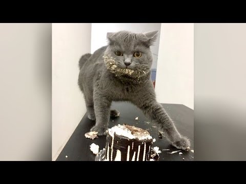 Best HIGHLIGHTS of FUNNY KITTY CATS - LAUGH to TEARS NOW! - UC9obdDRxQkmn_4YpcBMTYLw