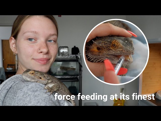 How to Force Feed a Bearded Dragon