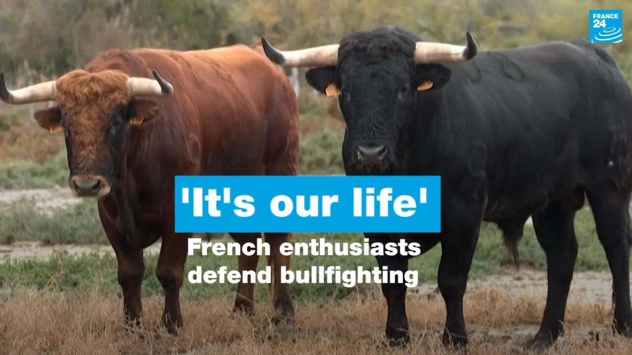 ‘It’s our life’: Enthusiasts defend bullfighting amid debate to ban the sport in France