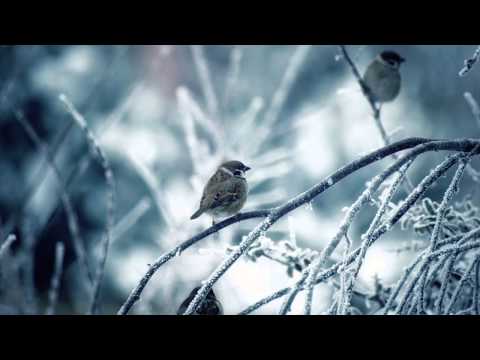 Sizzlebird - Winter Morning (Illuminate Album) - UCkfMJApxxdy-h41xy_8AHNw