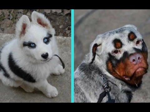 31 Unique Dogs With Unbelievable Fur Markings - UCTTQAOiR_0DuyQPZ6Dg-LHA