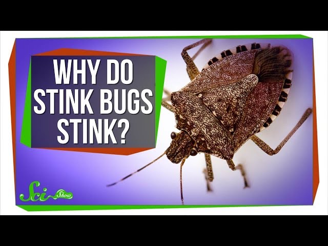 What Does a Stink Bug Smell Like?